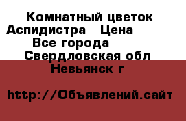 Комнатный цветок Аспидистра › Цена ­ 150 - Все города  »    . Свердловская обл.,Невьянск г.